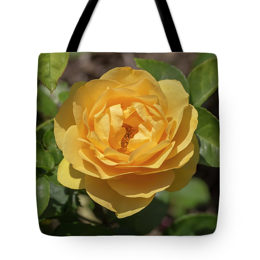 Rose Tote Bag featuring the photograph Rosa Golden Fairy Tale by Dawn Cavalieri