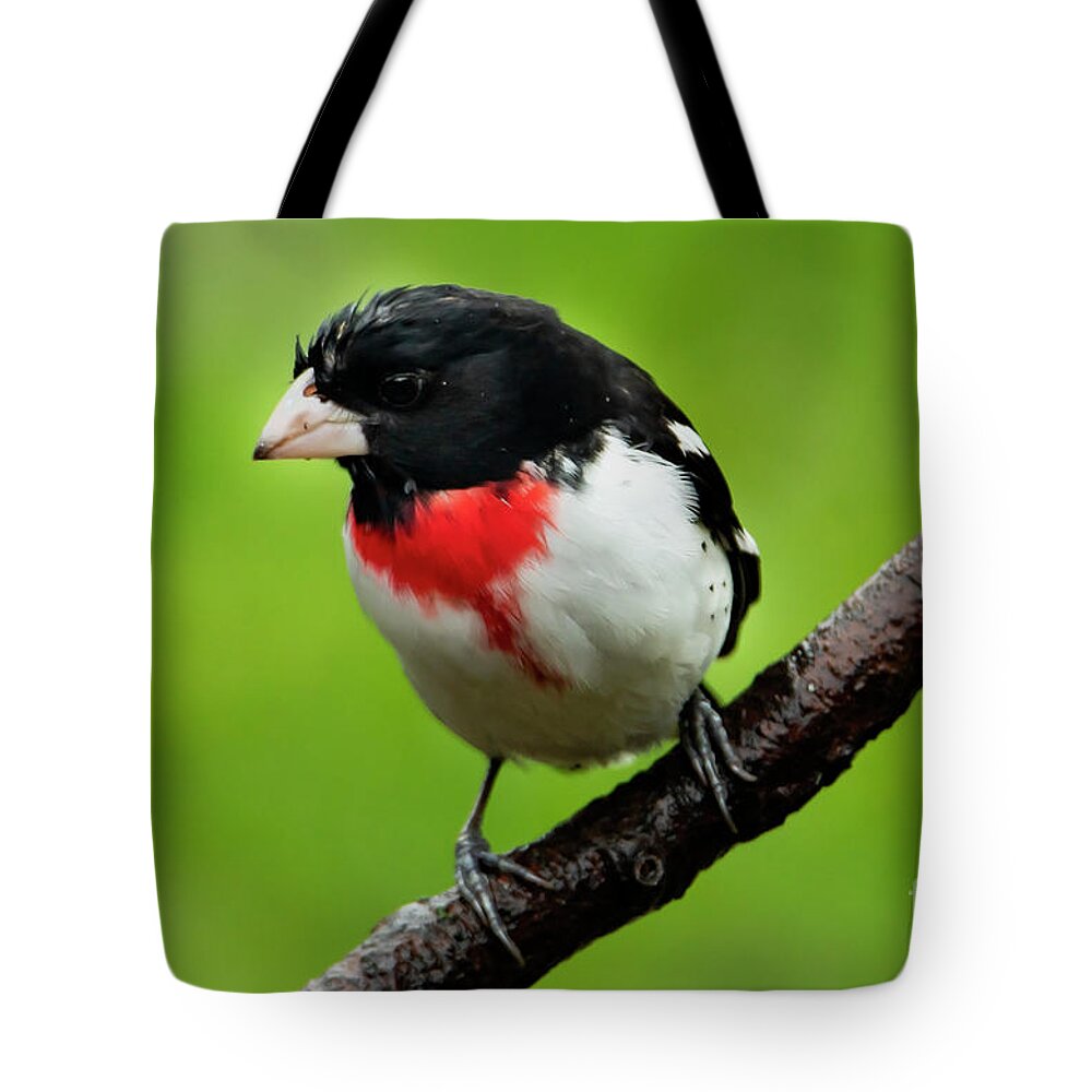 Rose Tote Bag featuring the photograph Rose Breasted Grosbeak by Sandra J's
