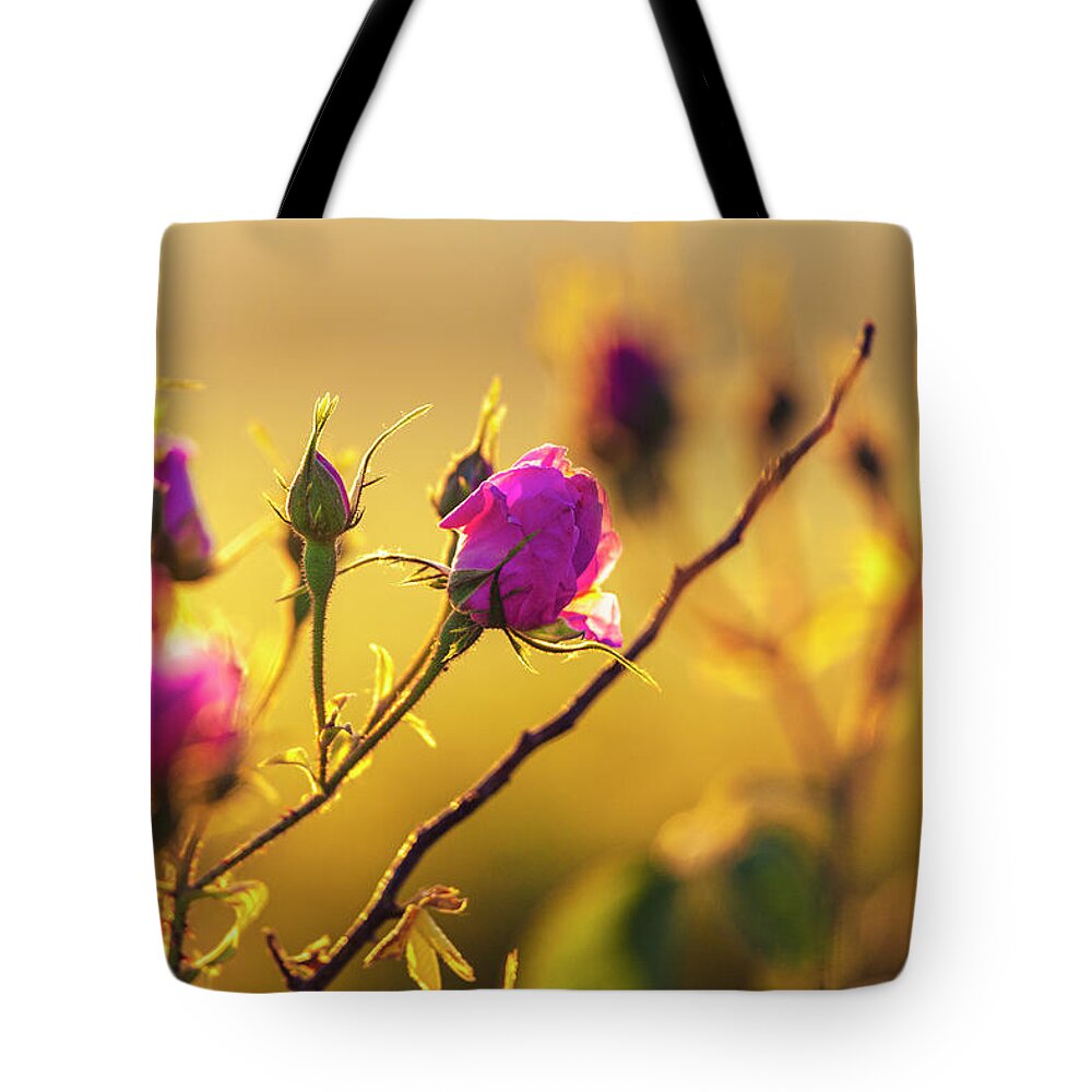 Bulgaria Tote Bag featuring the photograph Roses In Gold by Evgeni Dinev
