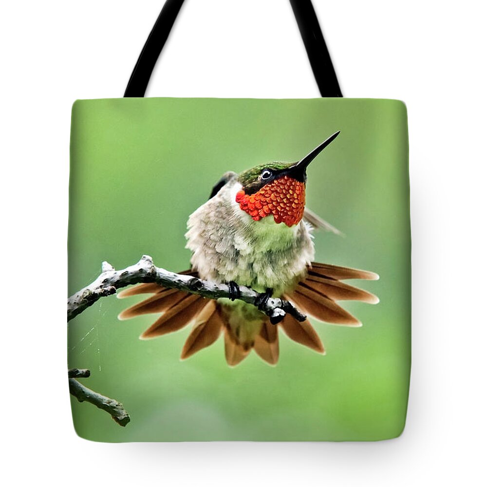 Hummingbird Tote Bag featuring the photograph Ruby Throated Hummingbird Velocity by Christina Rollo