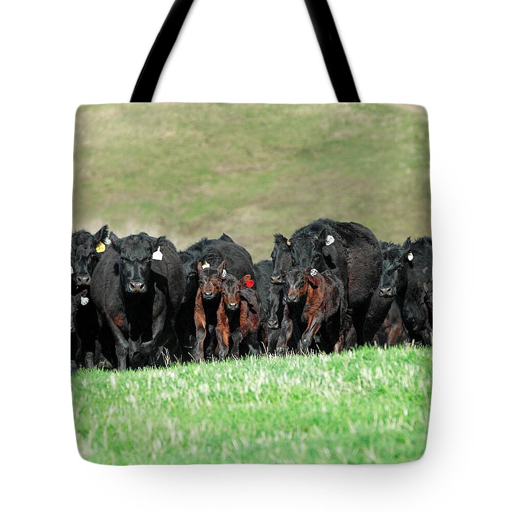 Herd Tote Bag featuring the photograph Rushing Angus by Todd Klassy