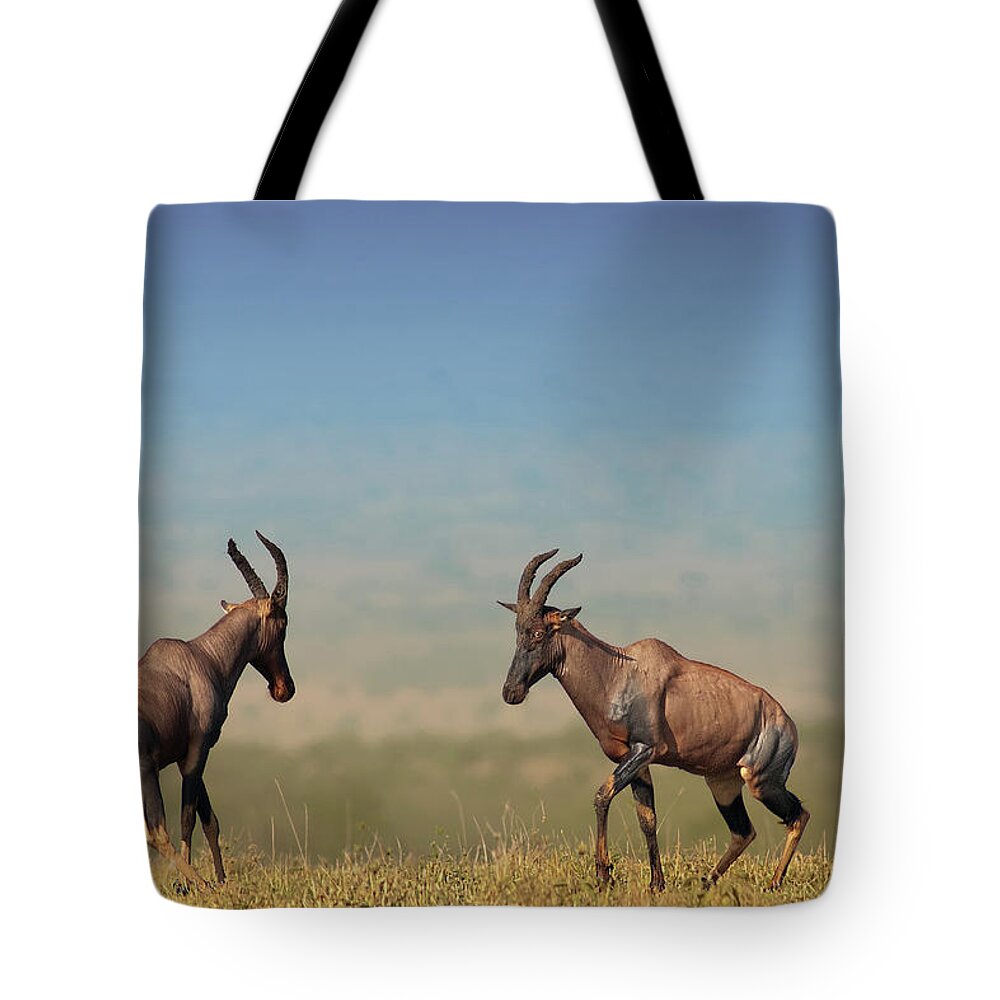 Rutting Tote Bag featuring the photograph Rutting Male Yopis by Santanu Nandy