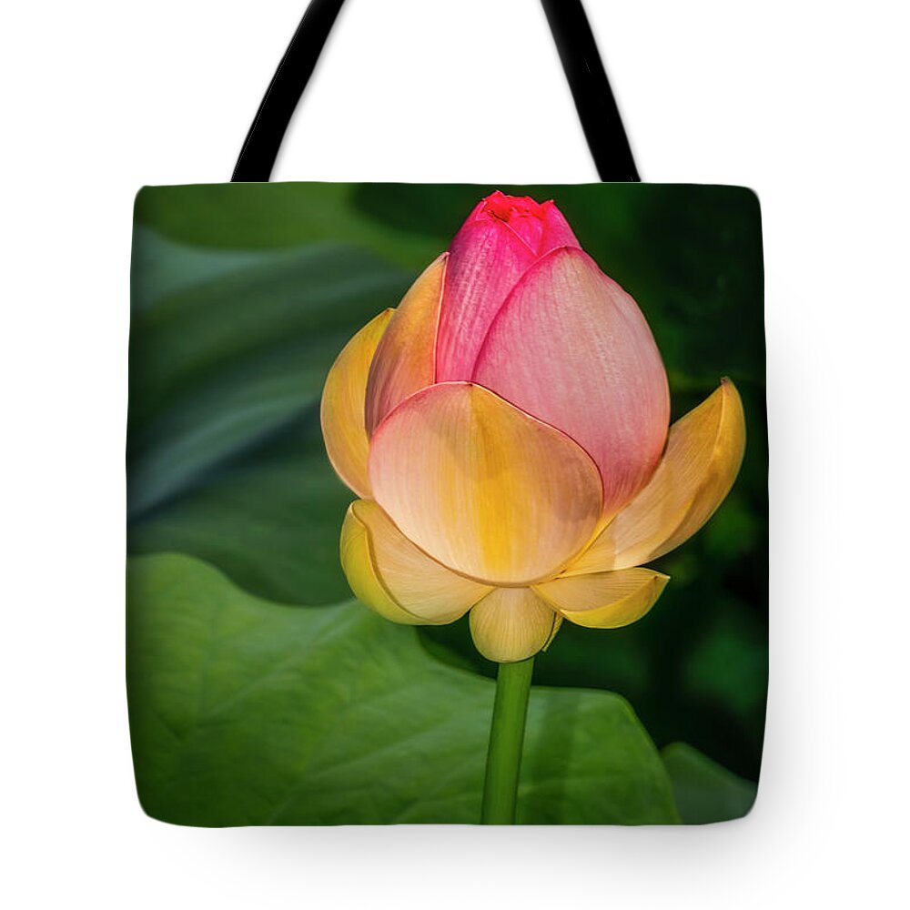 Lotus Tote Bag featuring the photograph Sacred Lotus Bud by Susan Candelario