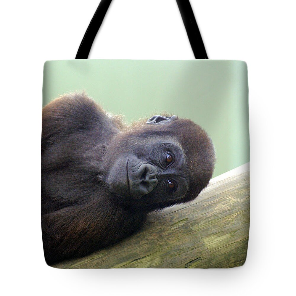 Animal Themes Tote Bag featuring the photograph Sad Young Gorilla by T Mulraney
