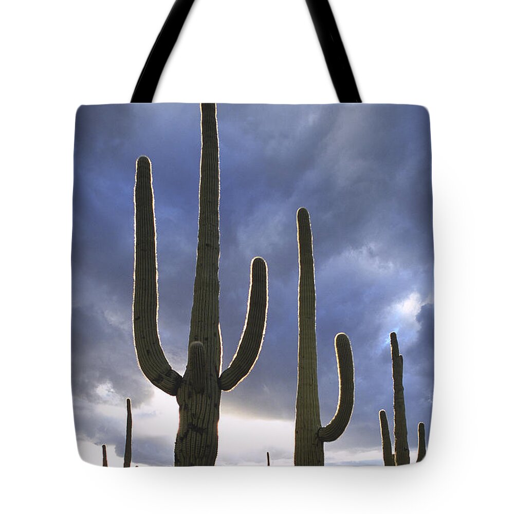 Saguaro Cactus Tote Bag featuring the photograph Saguaro Cactus, Carnegiea Gigantea by Adam Jones