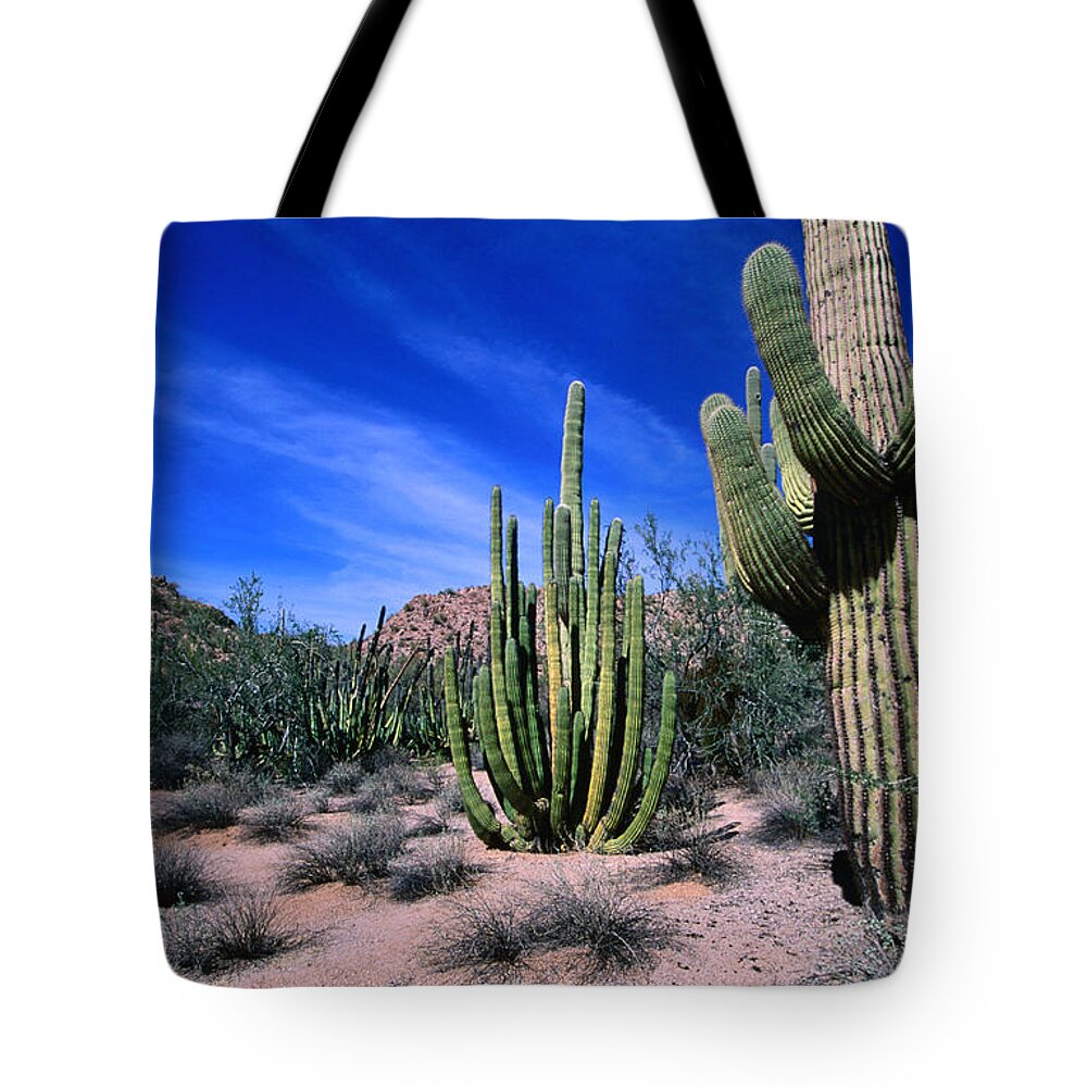 Saguaro Cactus Tote Bag featuring the photograph Saguaro Forest, Organ Pipe Cactus by Lonely Planet