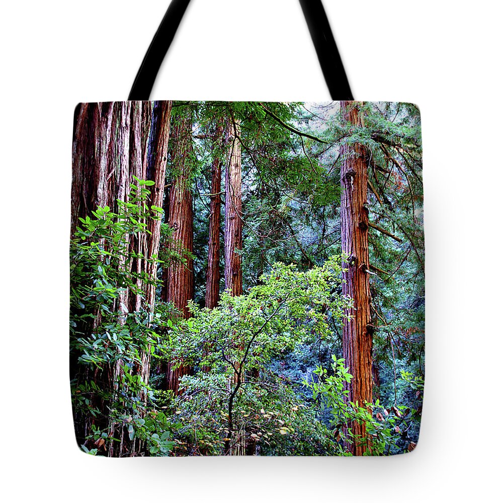 Redwoods Tote Bag featuring the photograph Samuel Taylor Redwoods 1 by David Armentrout