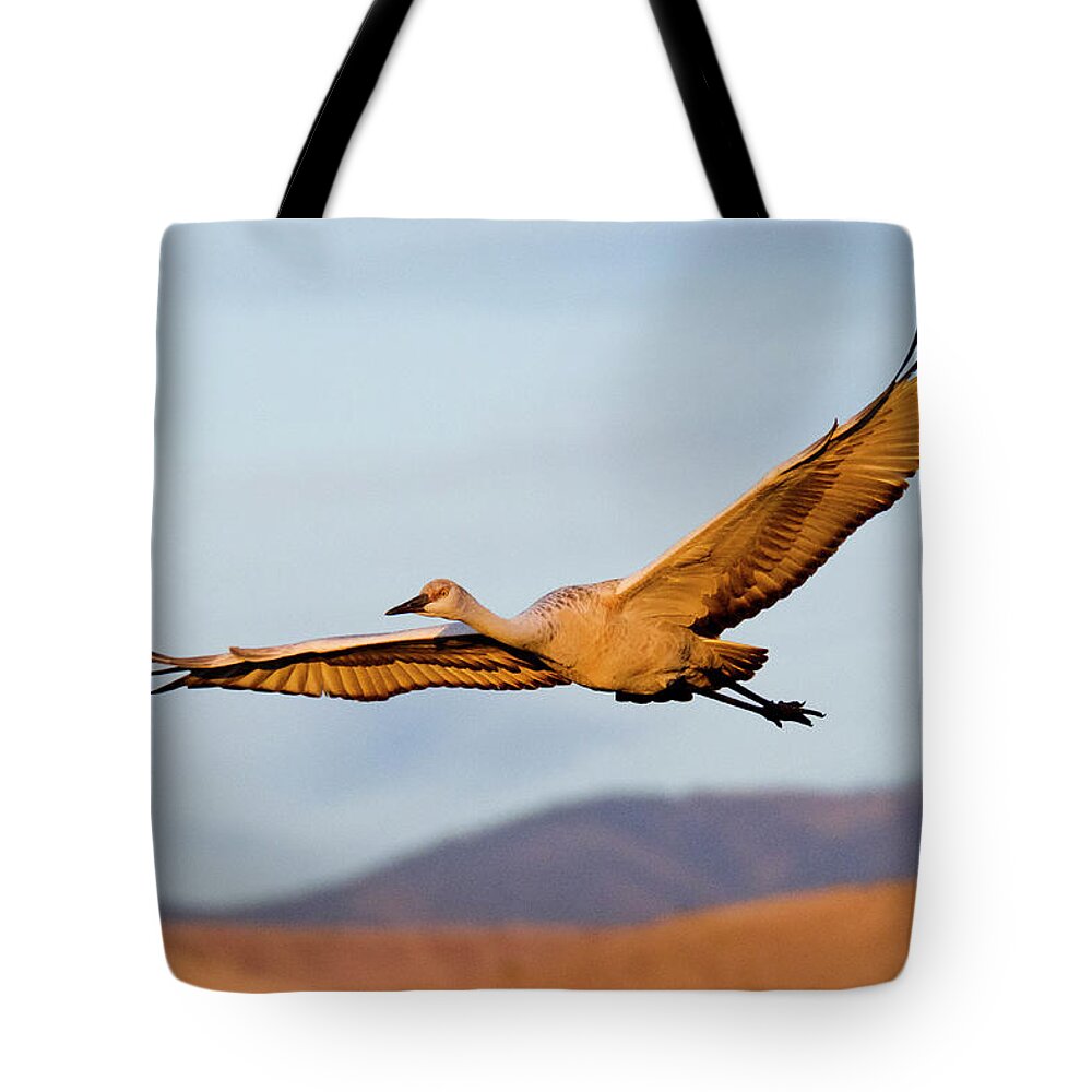 Bird Photography Tote Bag featuring the photograph Sandhill Crane by Nicole Young
