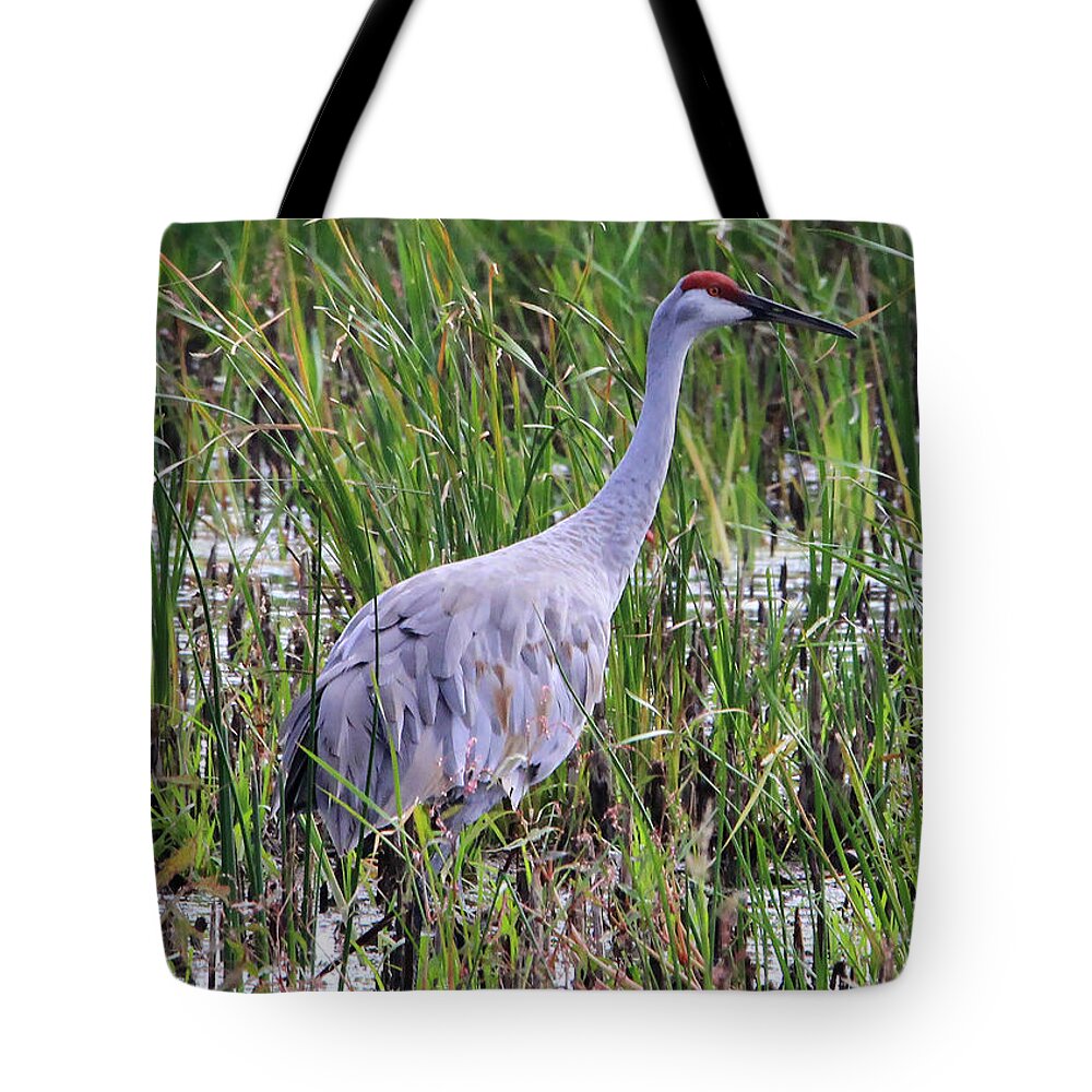 Sandhill Crane Tote Bag featuring the photograph Sandhill Crane by Paula Guttilla