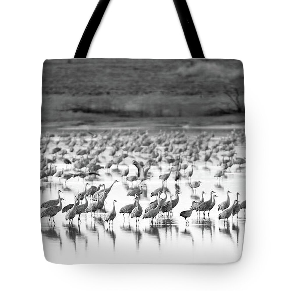 Richard E. Porter Tote Bag featuring the photograph Sandhill Cranes #2041, Muleshoe Wildlife Refuge, Texas by Richard Porter