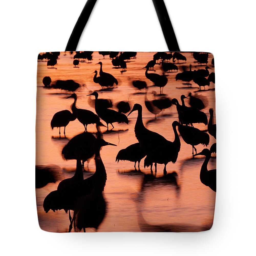 Vertebrate Tote Bag featuring the photograph Sandhill Cranes, Grus Canadensis by Mint Images/ Art Wolfe