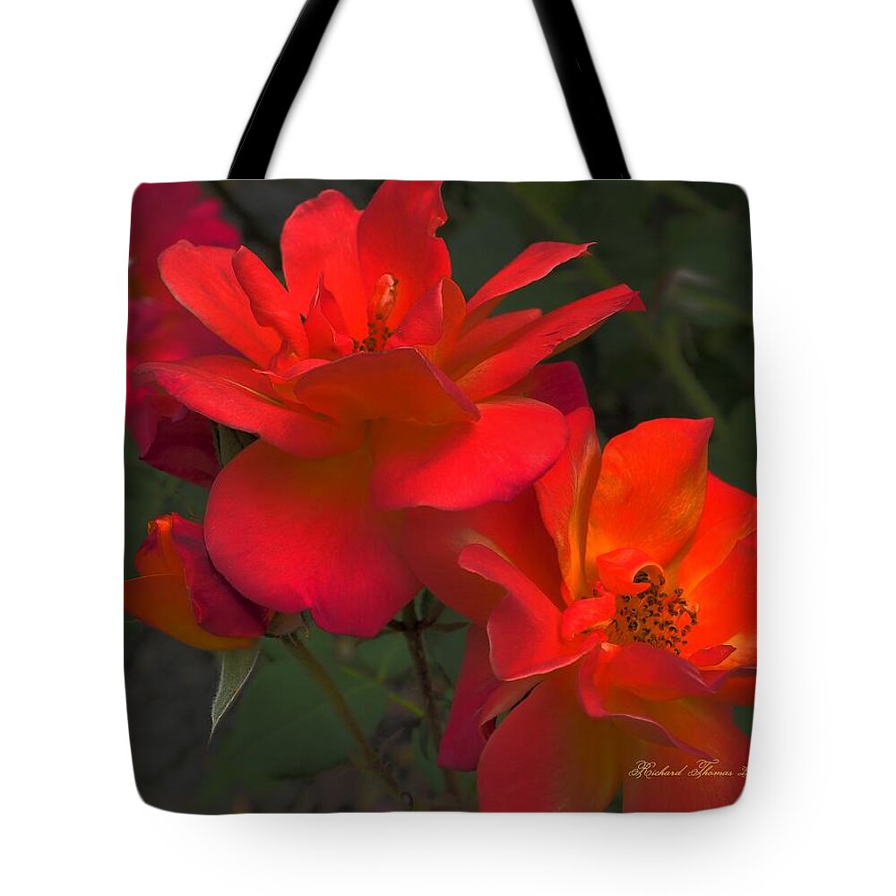 Botanical Tote Bag featuring the photograph Scarlet Roses by Richard Thomas