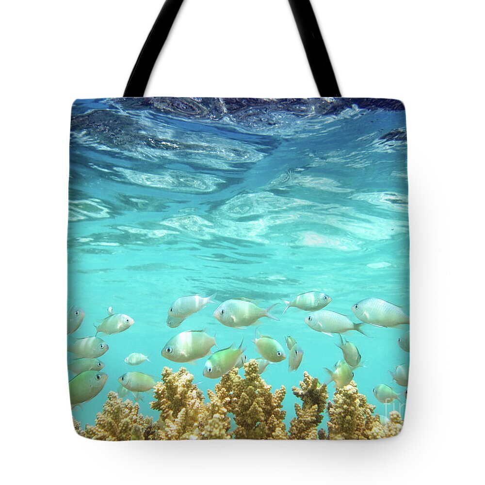 Coral Reef Tote Bag featuring the photograph School in the Blue Lagoon by Becqi Sherman