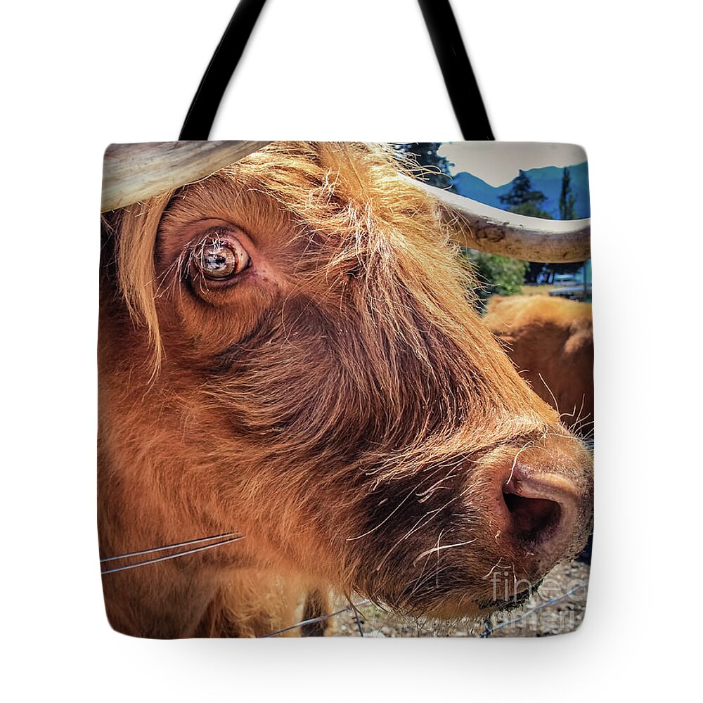 Animal Tote Bag featuring the photograph Scottish highland cow portrait by Lyl Dil Creations