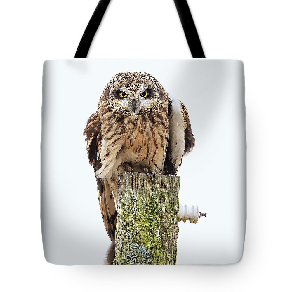 Seo Tote Bag featuring the photograph Scowling Owl by Briand Sanderson
