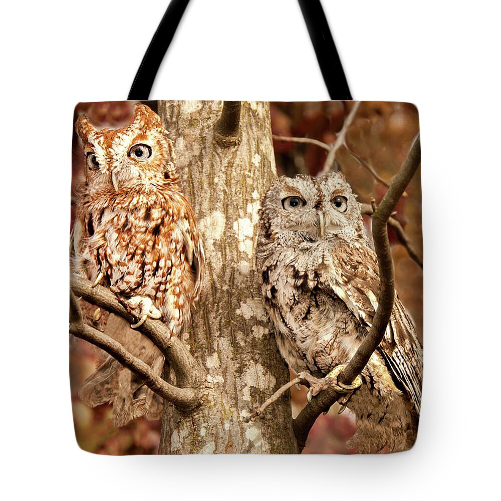 Bird Tote Bag featuring the photograph Screech Owls by Minnie Gallman