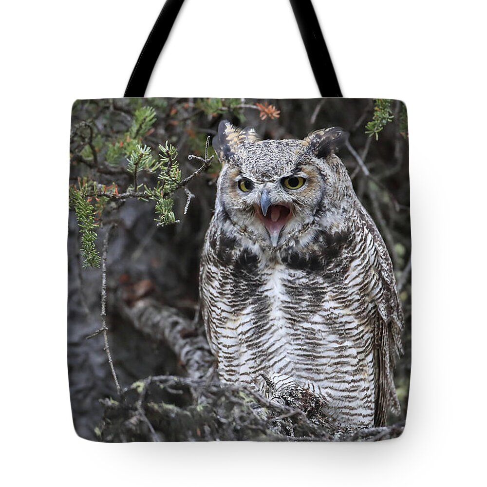 Great Horned Owl Tote Bag featuring the photograph Screeching Great Horned Owl by Sam Amato