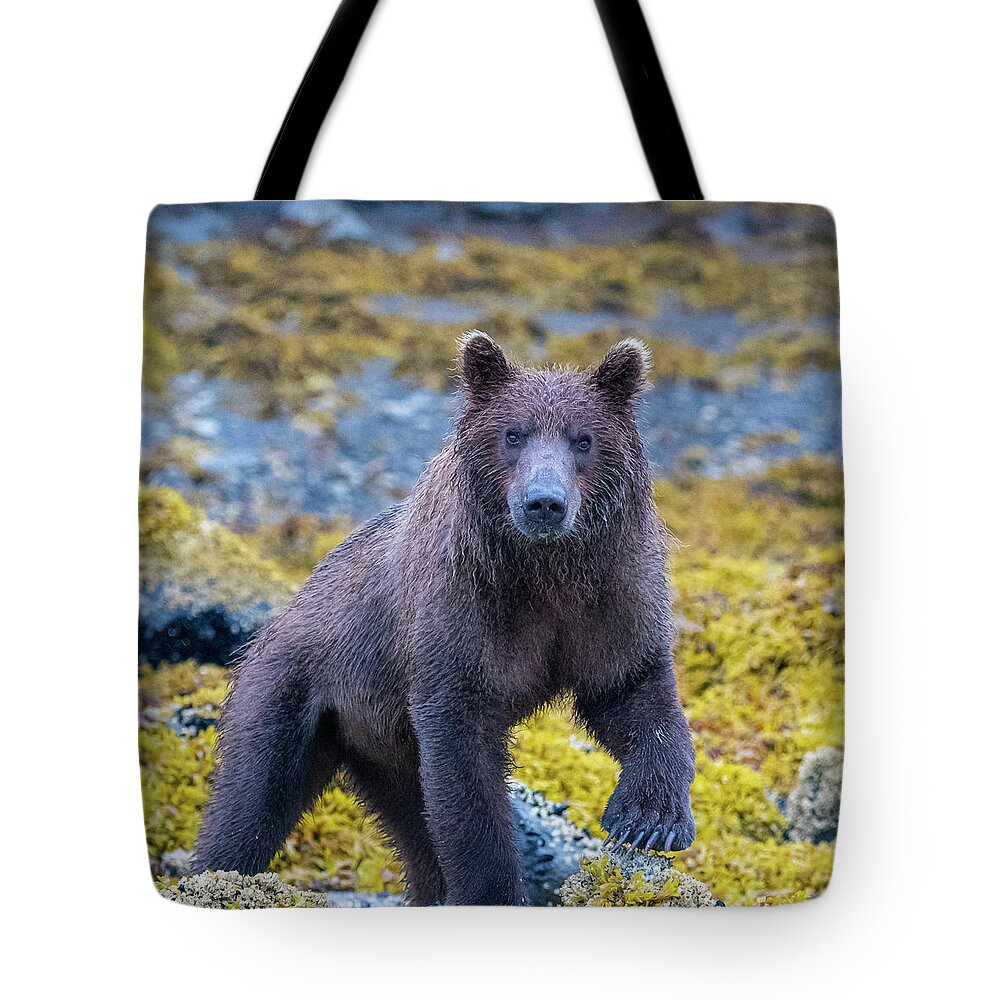 Bear Tote Bag featuring the photograph Scrutiny by Mark Hunter