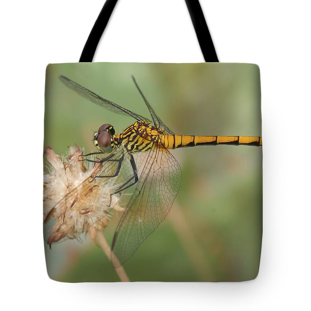 Dragonfly Tote Bag featuring the photograph Seaside Dragonlet by Paul Rebmann