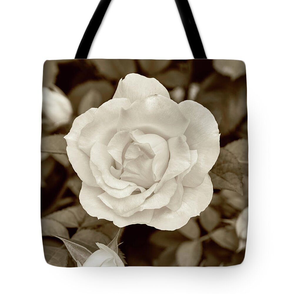 Sepia Tote Bag featuring the photograph Sepia Rose 4 by Roger Snyder