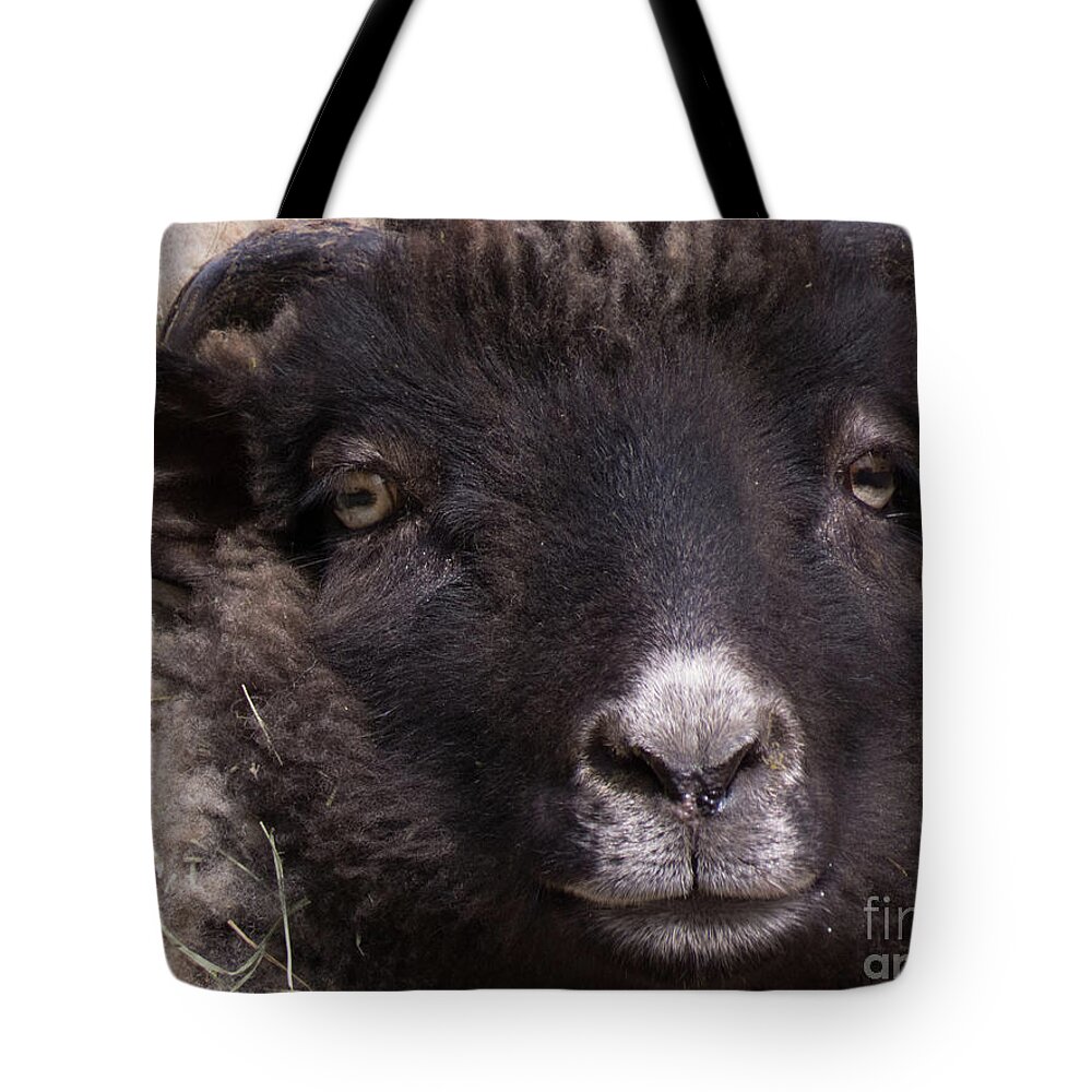 Sheep Tote Bag featuring the photograph Sheep Face 1 by Christy Garavetto