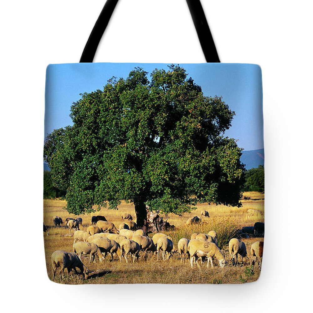 Grass Tote Bag featuring the photograph Sheeps In Dehesa, Typical Pasture Of by Gonzalo Azumendi
