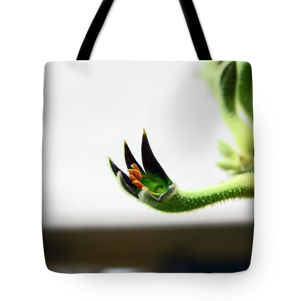 South Yorkshire Tote Bag featuring the photograph SHEFFIELD. The Botanical Gardens Pavillions by Lachlan Main