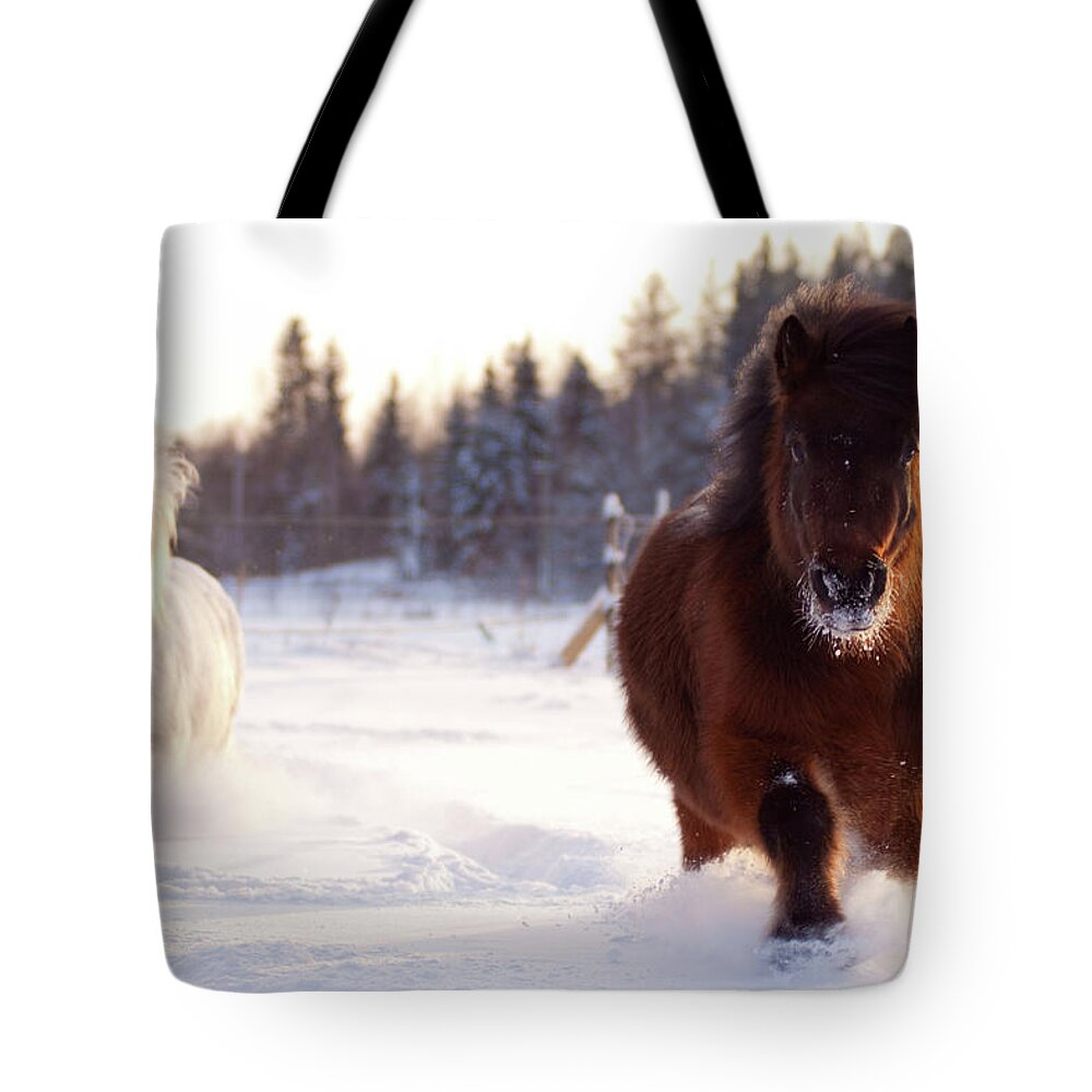 Snow Tote Bag featuring the photograph Shetland Ponies Trotting In Snow by Satu Pitkänen