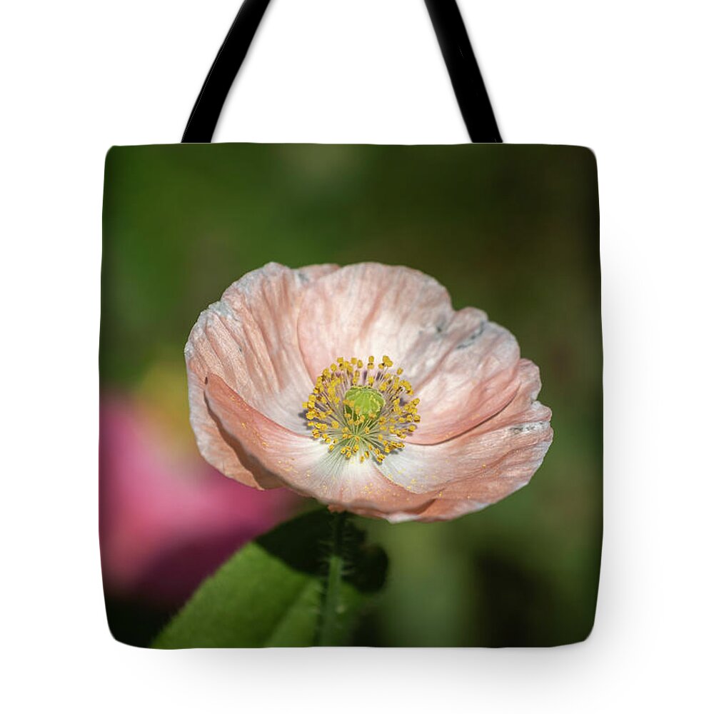  Tote Bag featuring the photograph Shirley Poppy 2019-2 by Thomas Young