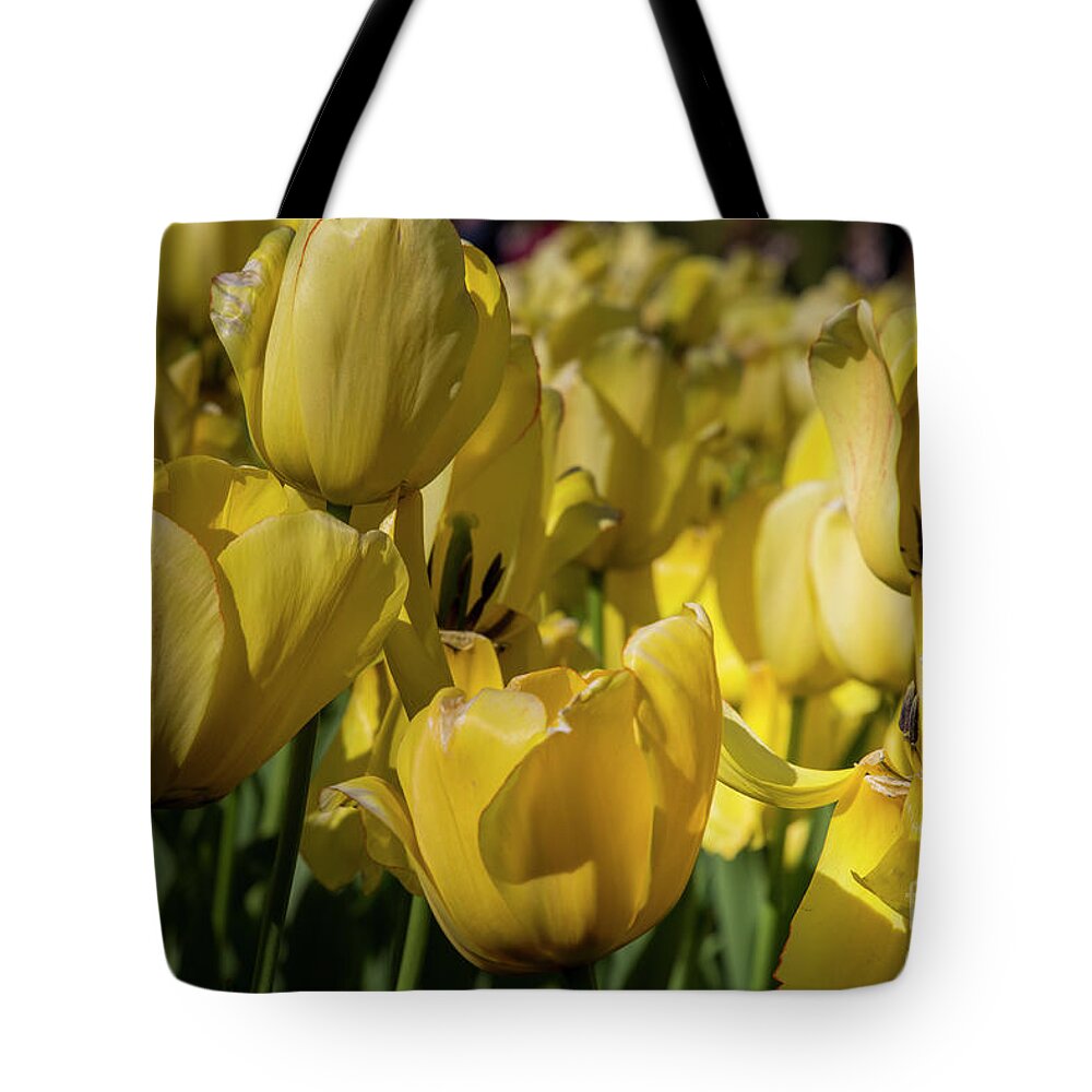 Tulips Tote Bag featuring the photograph Short life of a tulip by Agnes Caruso