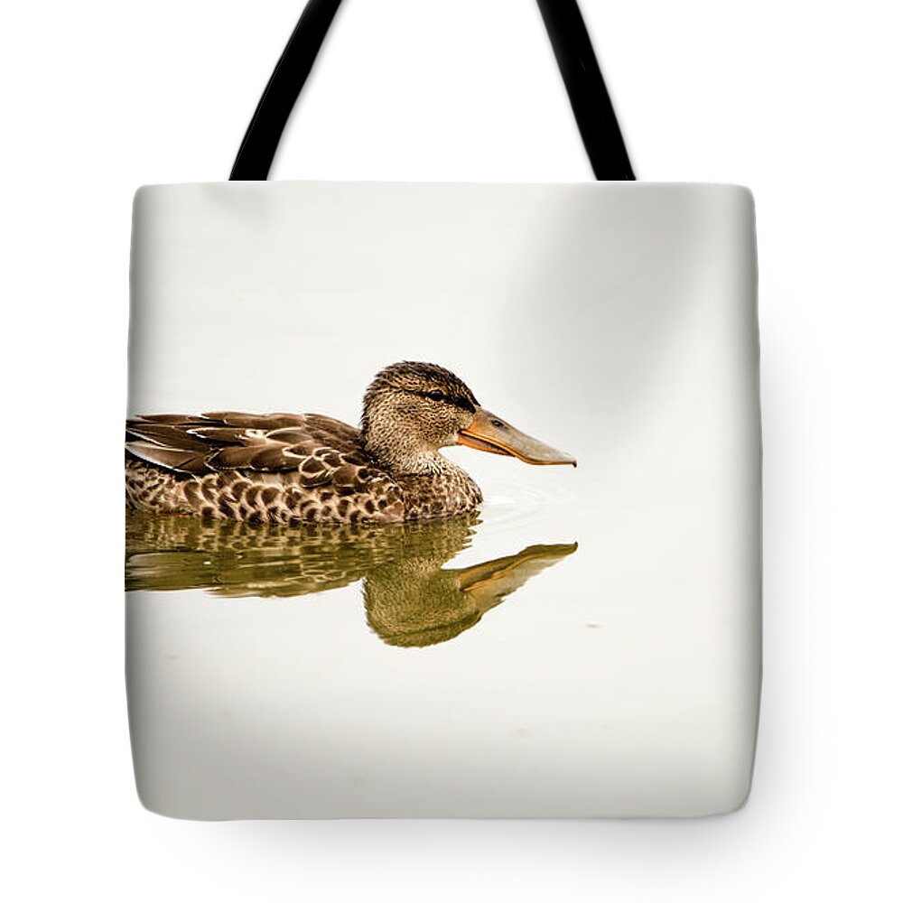 Northern Showeler Tote Bag featuring the photograph Shoveler the beautiful young one by Torbjorn Swenelius