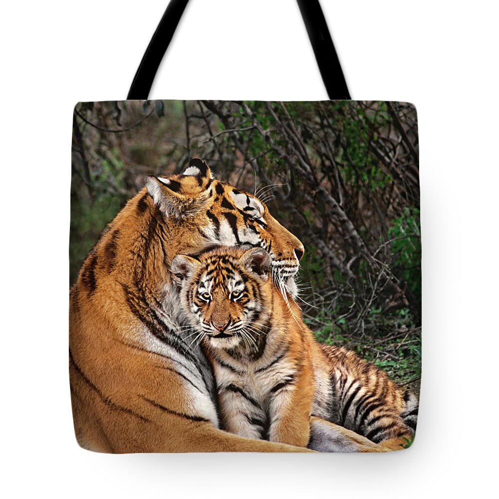 Siberian Tiger Tote Bag featuring the photograph Siberian Tiger Mother and Cub Endangered Species Wildlife Rescue by Dave Welling