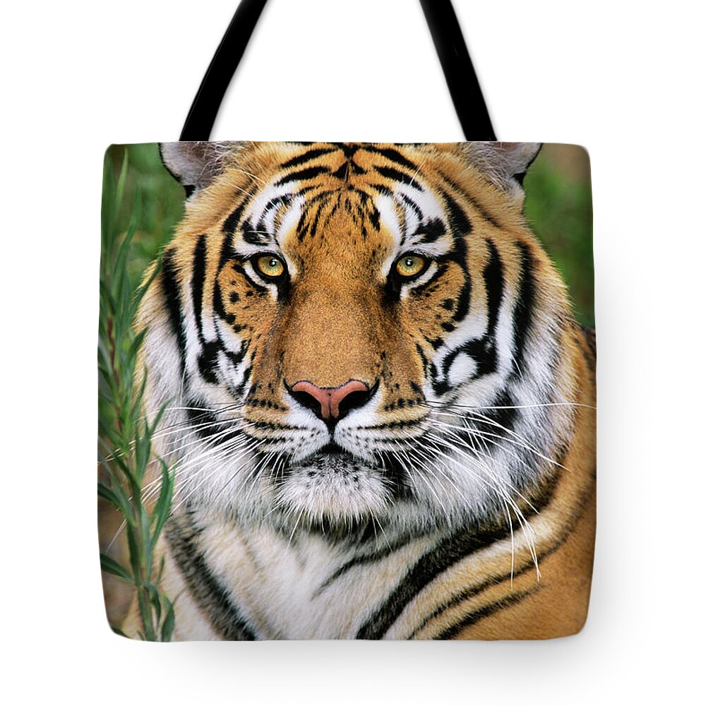 Siberian Tiger Tote Bag featuring the photograph Siberian Tiger Staring Endangered Species Wildlife Rescue by Dave Welling