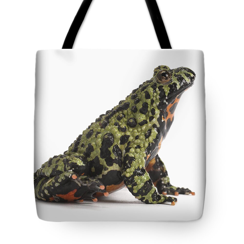 One Animal Tote Bag featuring the photograph Side View Of An Oriental Fire Bellied by Digital Zoo