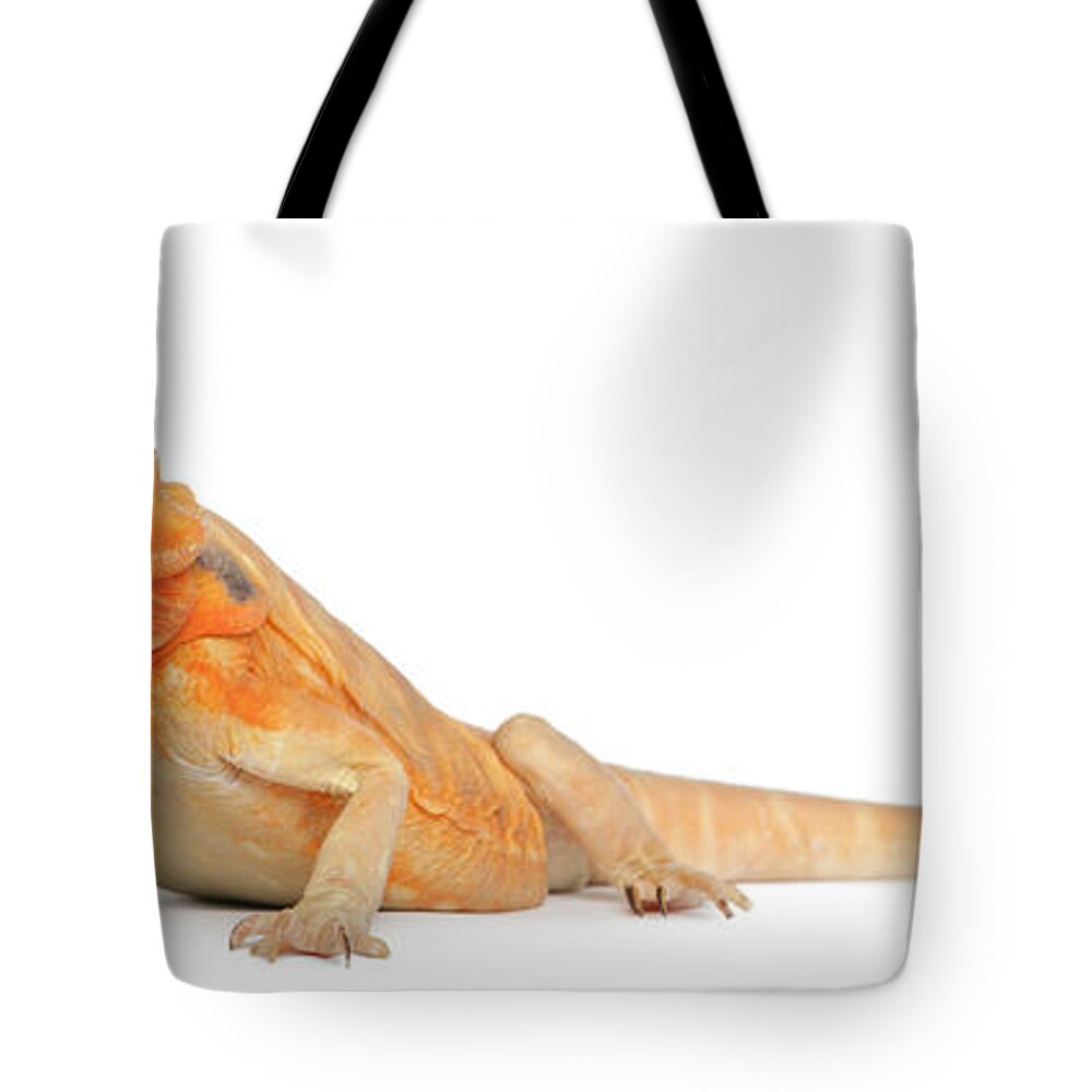 Belgium Tote Bag featuring the photograph Silkbacks Scaleless Bearded Dragon by Life On White