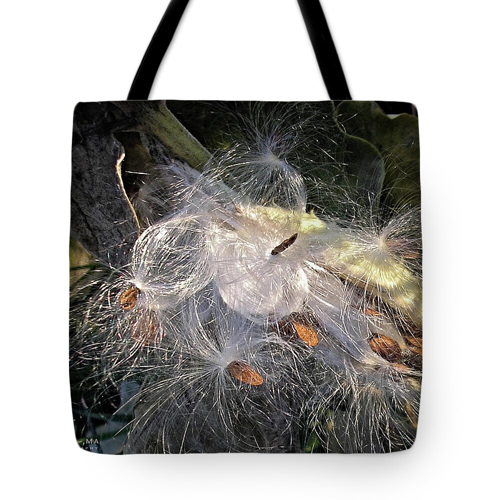 Milkweed Pod Tote Bag featuring the photograph Silken Shimmer by Kathryn Alexander MA
