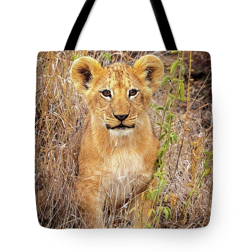 Cub Tote Bag featuring the photograph Simba by Todd Bielby