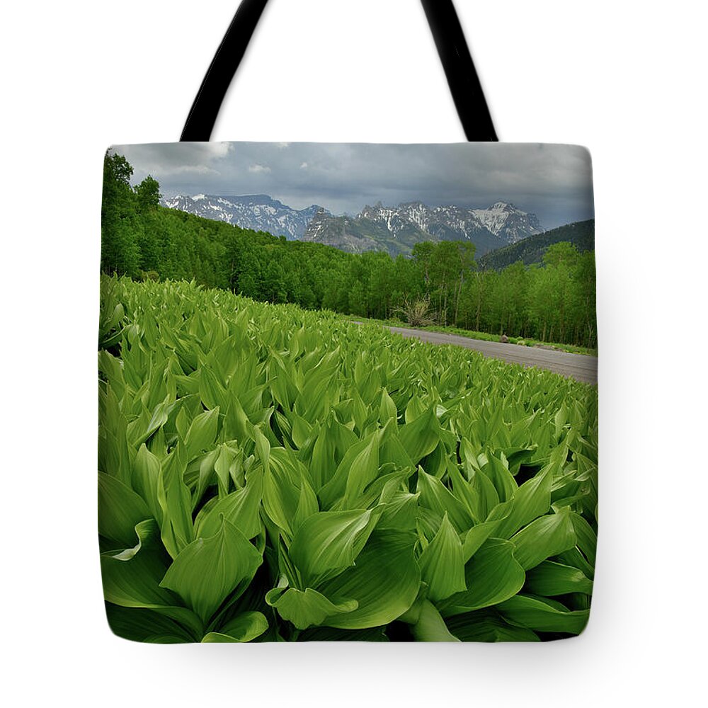 Highway 50 Tote Bag featuring the photograph Skunk Cabbage in Big Cimarron by Ray Mathis