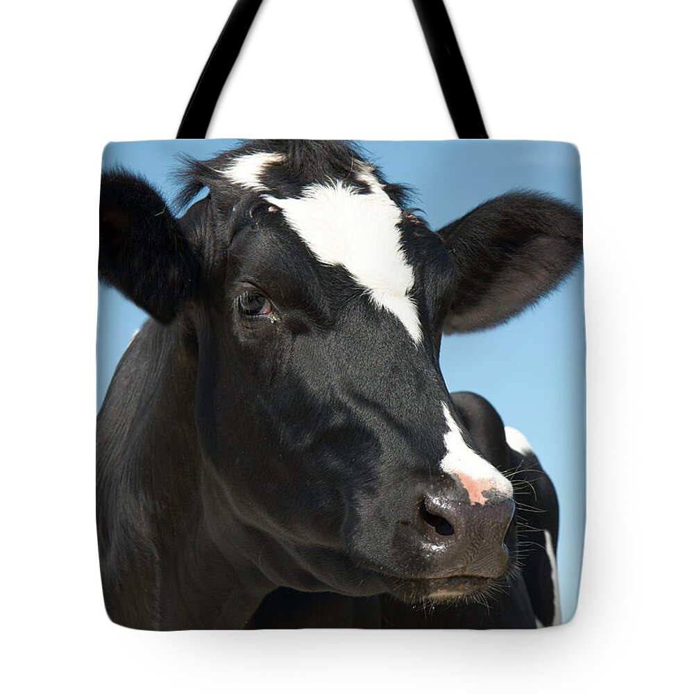 Black Color Tote Bag featuring the photograph Smart Looking Cow by Bronswerk