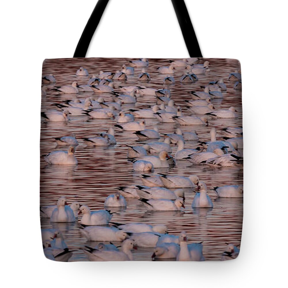 Vertebrate Tote Bag featuring the photograph Snow Geese, Bosque Del Apache National by Mint Images/ Art Wolfe