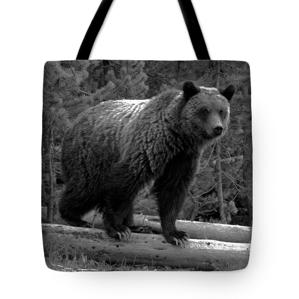 Grizzly Bear Tote Bag featuring the photograph Snow - The Yellowstone Grizzly Sow Black And White by Adam Jewell