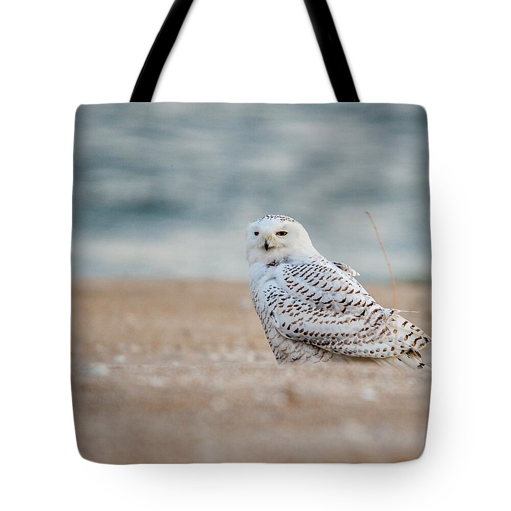 Owl Tote Bag featuring the photograph Snowy Owl 5872 by Cathy Kovarik