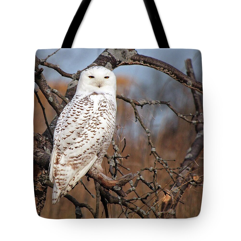 Lake Michigan Tote Bag featuring the photograph Snowy Owl by Copyright John Picken