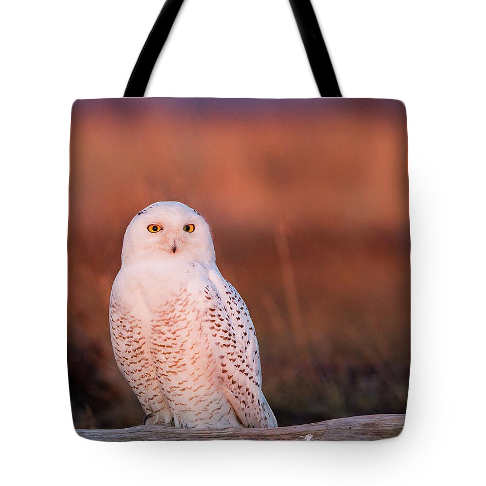 One Animal Tote Bag featuring the photograph Snowy Owl, George C. Reifel Bird by Mint Images/ Art Wolfe