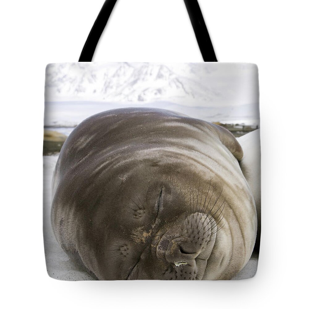 Snow Tote Bag featuring the photograph Southern Elephant Seal Weaner Pup by Eastcott Momatiuk