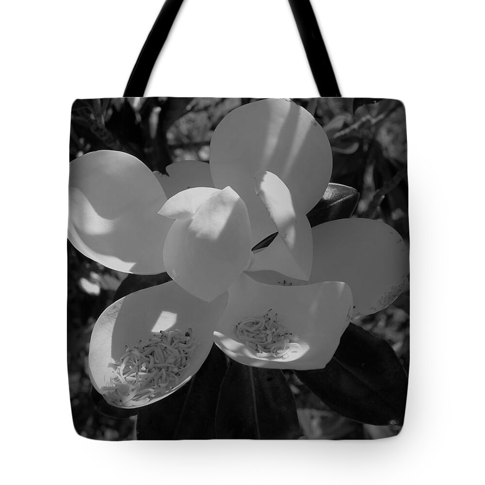 Southern Magnolia Black White Tote Bag featuring the photograph Southern Magnolia in Black and White by Philip And Robbie Bracco