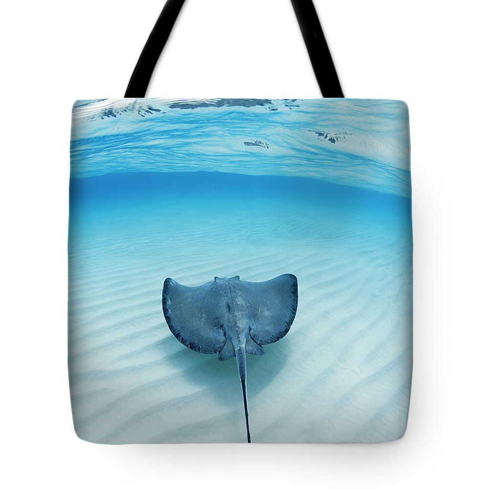 Underwater Tote Bag featuring the photograph Southern Sting Ray At Stingray City by Justin Lewis