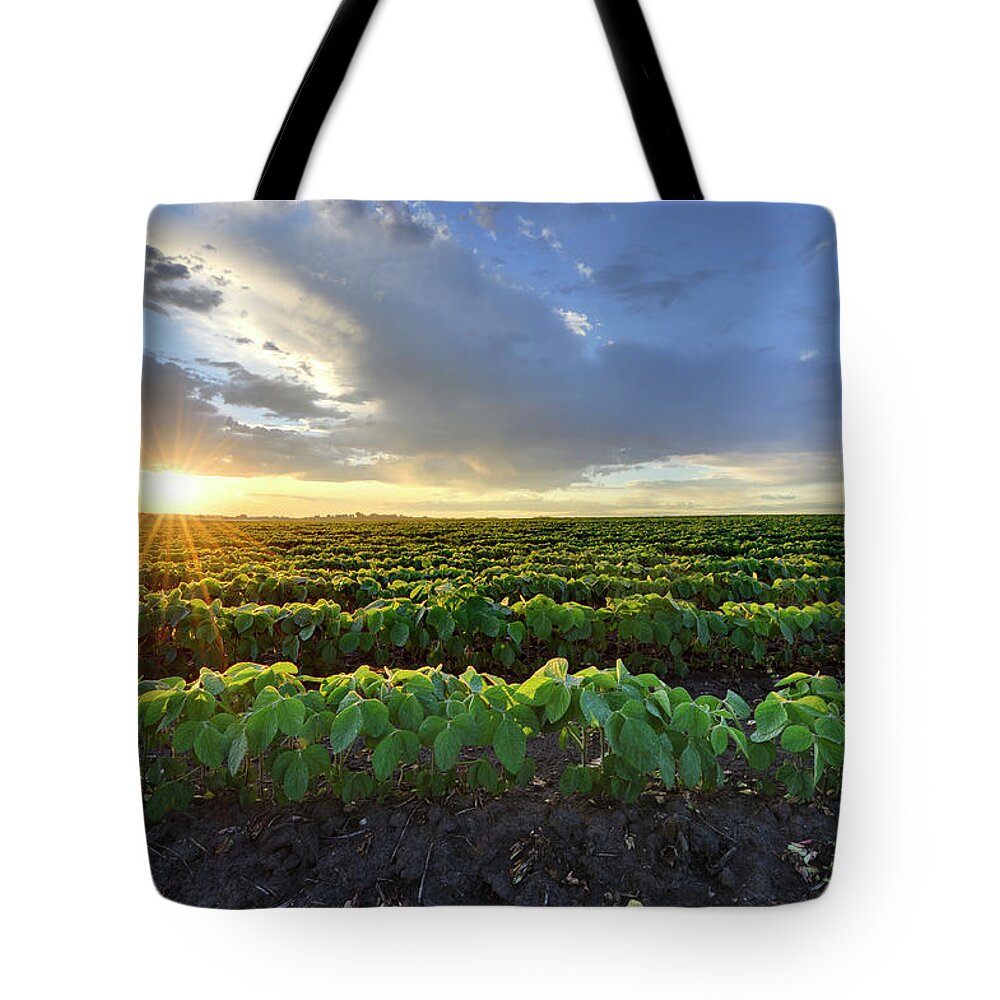 Season Tote Bag featuring the photograph Soybean Field At Sunrise by Hauged