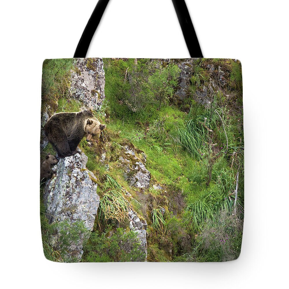 Estock Tote Bag featuring the digital art Spain, Asturias, Principado De Asturias, Asturias District, Muniellos Natural Park, Female Brown Bear With Its Cub, In The Wild by Ugo Mellone