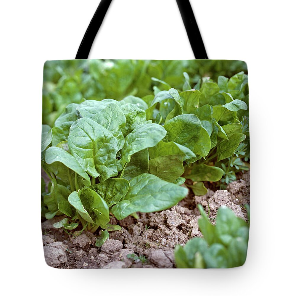 Ip_12233557 Tote Bag featuring the photograph Spinach by Friedrich Strauss